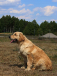 Golden Retriever-śliczne, złote szczeniaki Polesie - zdjęcie 7