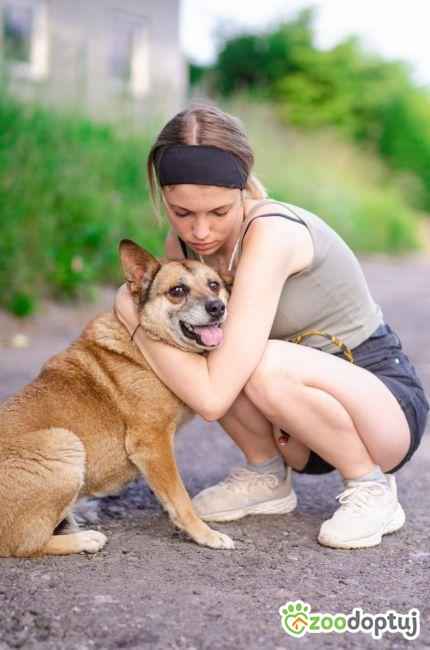 Tores - przekochany, niekonfliktowy psiak do adopcj Olsztyn - zdjęcie 2