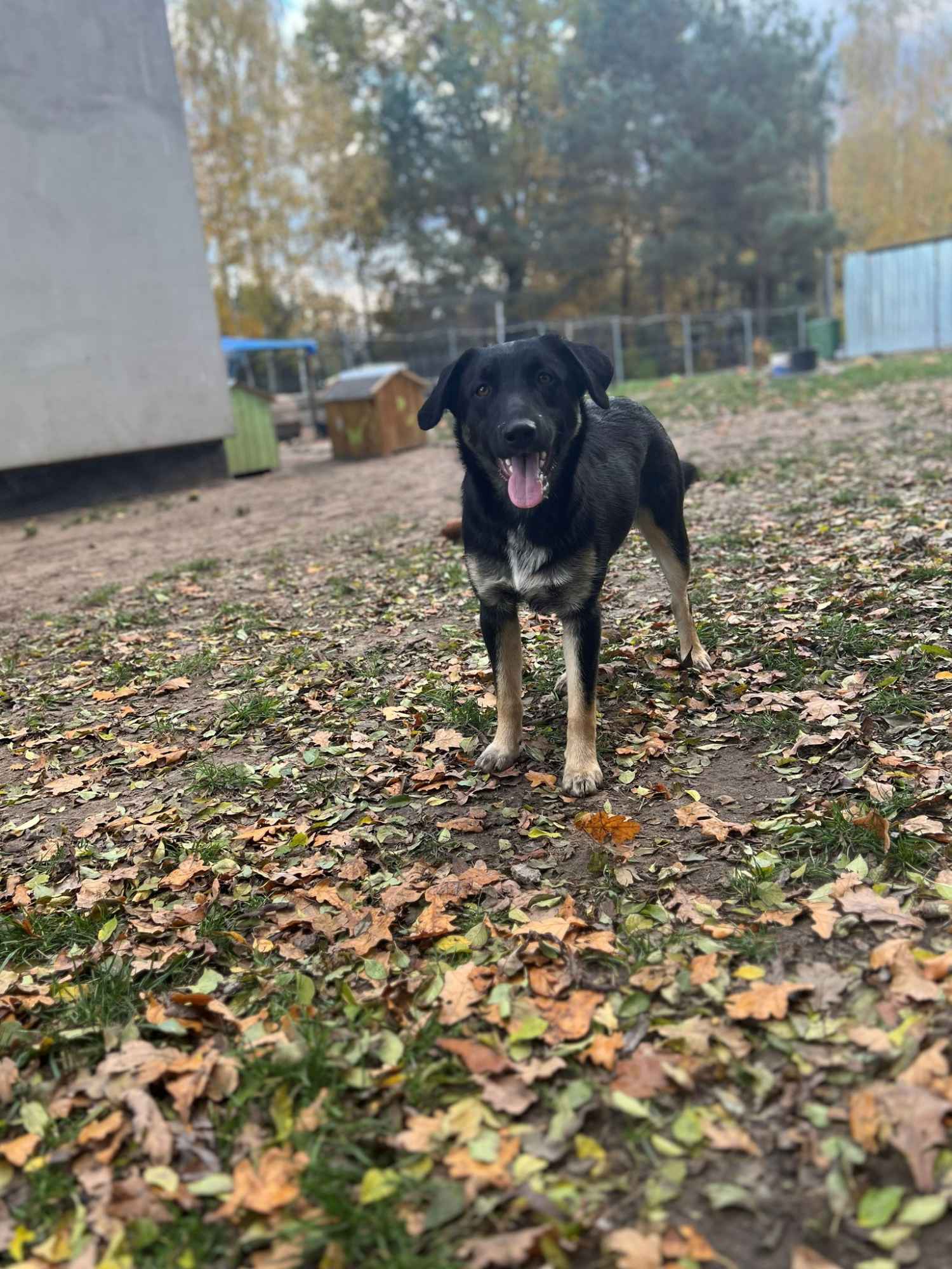 10 miesięczny Majlo - wesoły, przyjazny szczeniak! Olsztyn - zdjęcie 5