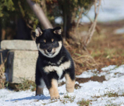 Shiba Inu, Shiba szczenięta ZKwP/FCI Wielkie Bałówki - zdjęcie 5
