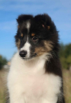 Owczarek szetlandzki suczka tri color sheltie ZKwP/FCI Gorzów Wielkopolski - zdjęcie 3