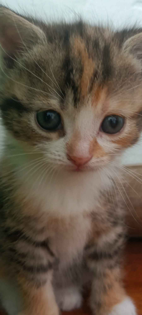 Kotki za darmo Jarczów - zdjęcie 5