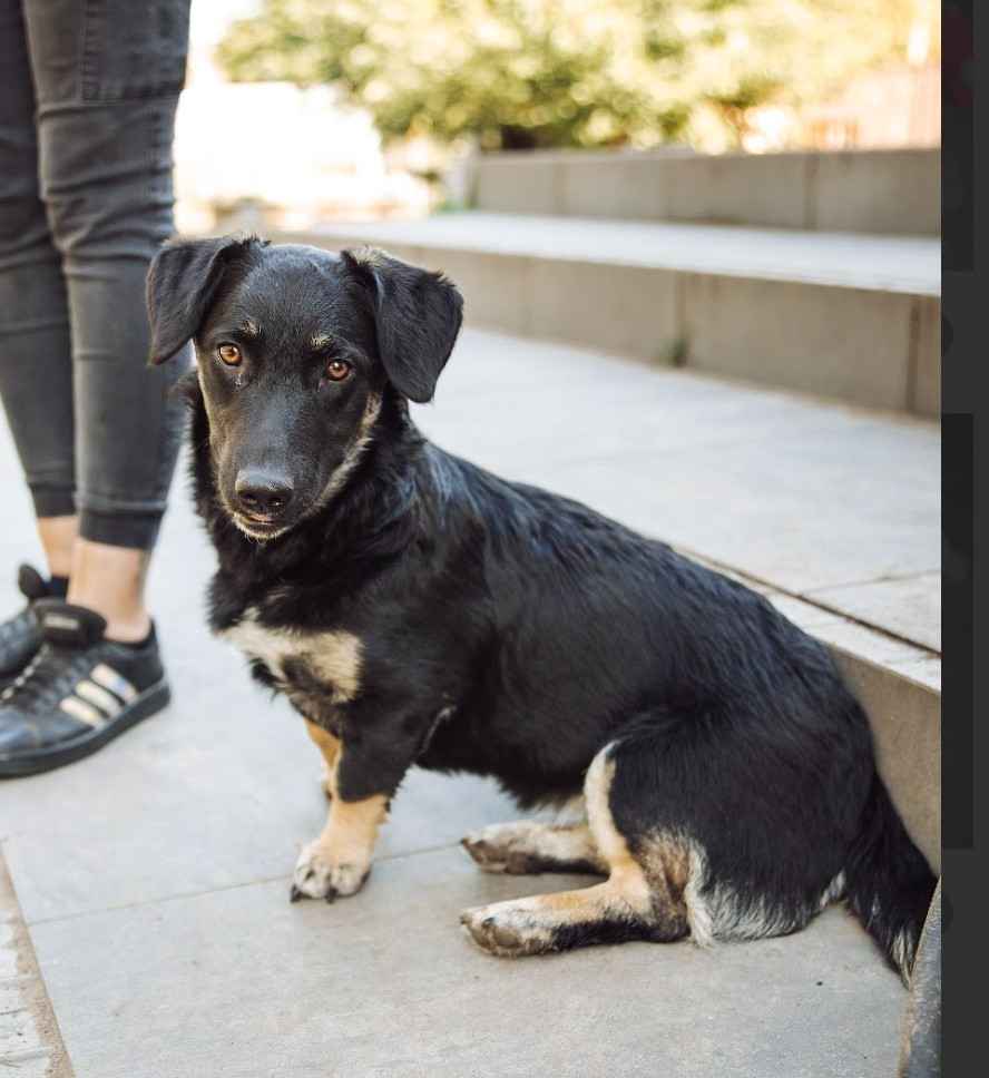 9 miesięczna Pępula, łągodna i kochana sunia! Olsztyn - zdjęcie 1