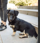 9 miesięczna Pępula, łągodna i kochana sunia!