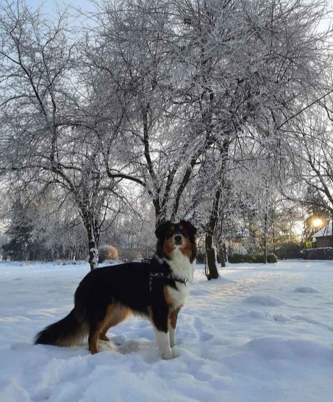 ZKwP Owczarek australijski - suczka blue merle Cedry Wielkie - zdjęcie 9