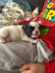 Psy rasy shih-tzu