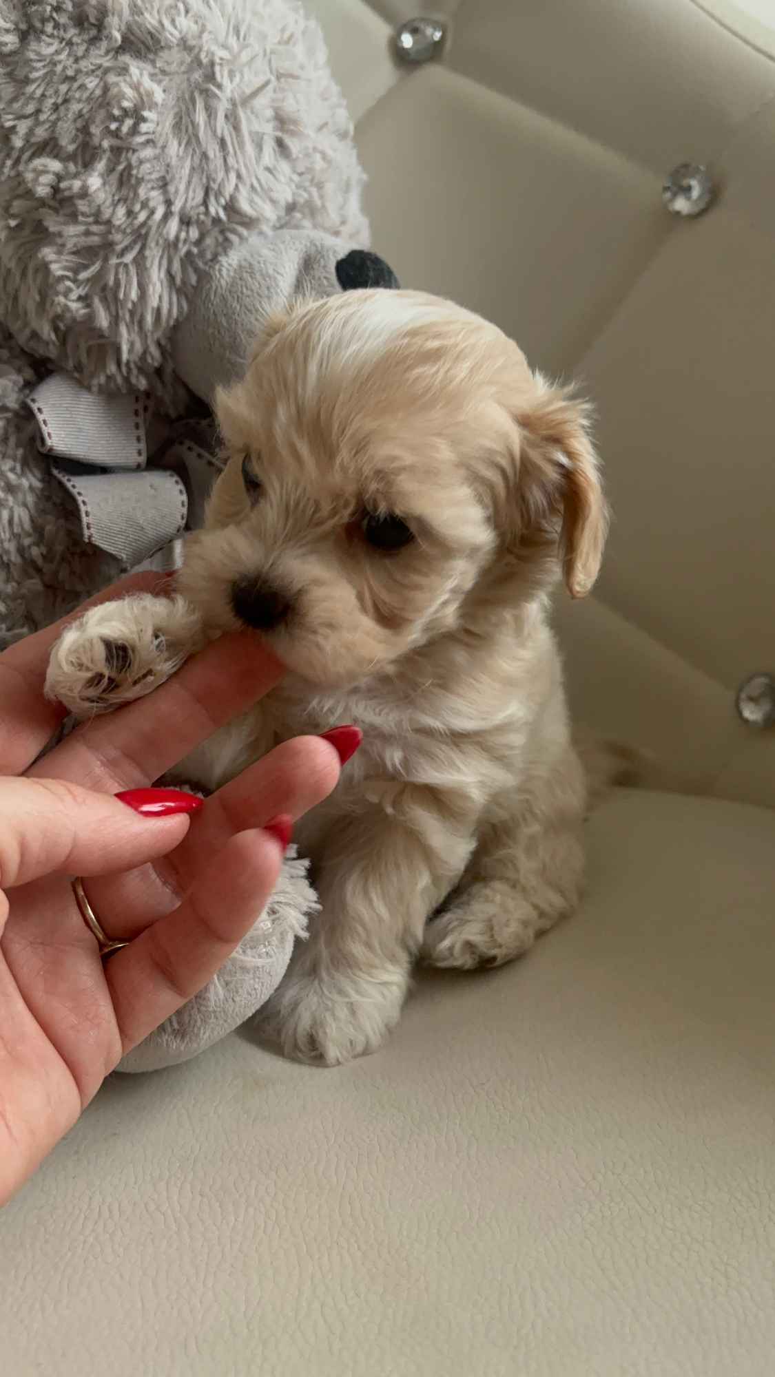 Maltipoo miniaturka 2 kg F1 Częstochowa - zdjęcie 5