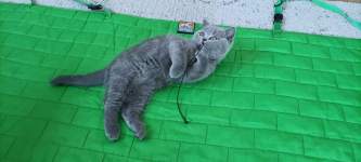 Kotek Brytyjski krótkowłosy niebieski (Lukier) Brwinów - zdjęcie 4