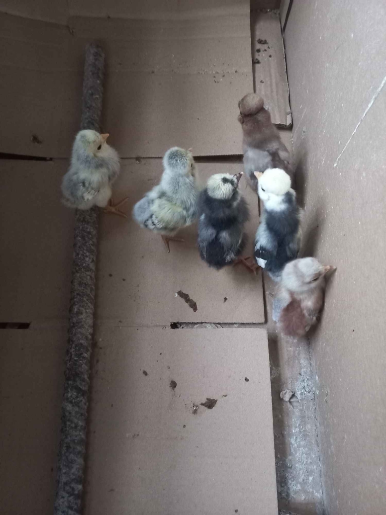 Czubatki i białoczuby jajka lęgowe 5 zł za szt. Charubin - zdjęcie 5