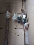 Czubatki i białoczuby jajka lęgowe 5 zł za szt. Charubin - zdjęcie 5