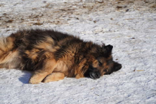 Sam nie potrzebuje wiele - tylko kochającego domku! ♥️🐾