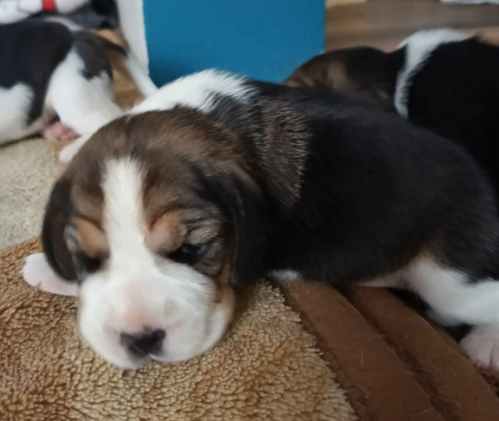 Szczenięta Beagle tricolor ZKwP Częstochowa Konopiska - zdjęcie 2