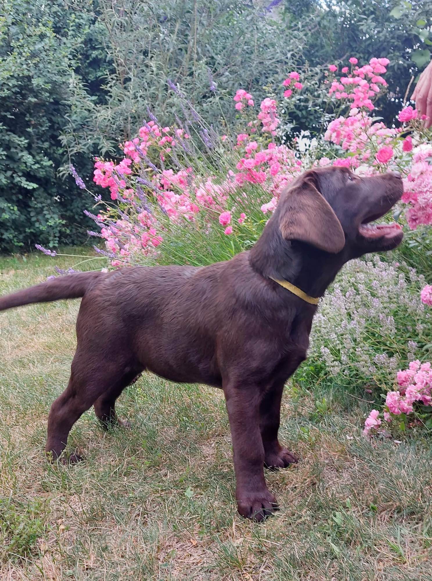 Labrador czekoladowy szczenię Bogumiłowice - zdjęcie 2