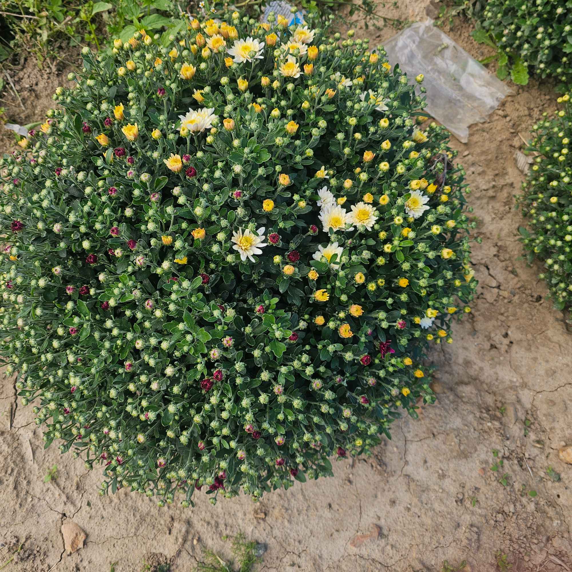 Chryzantemy Udanin - zdjęcie 10