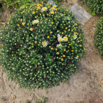 Chryzantemy Udanin - zdjęcie 10