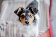 Żuczek - mikropsiak z wielką osobowością! Olsztyn - zdjęcie 2