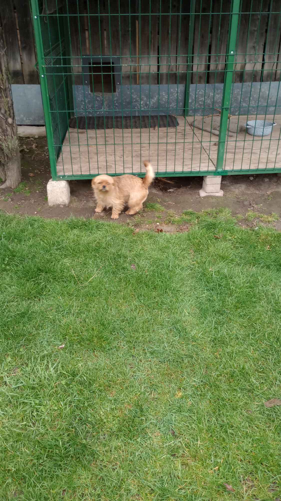 Do wydania piesek półrocznych Stogniowice - zdjęcie 5