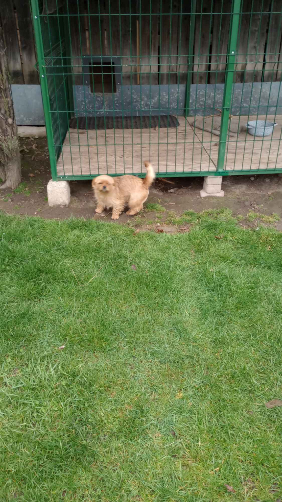 Do wydania piesek półrocznych Stogniowice - zdjęcie 5