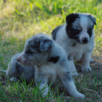 Border collie blue merle blue eyes Lublin - zdjęcie 1