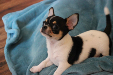 Chihuahua pieski chihuahua Łosie - zdjęcie 6