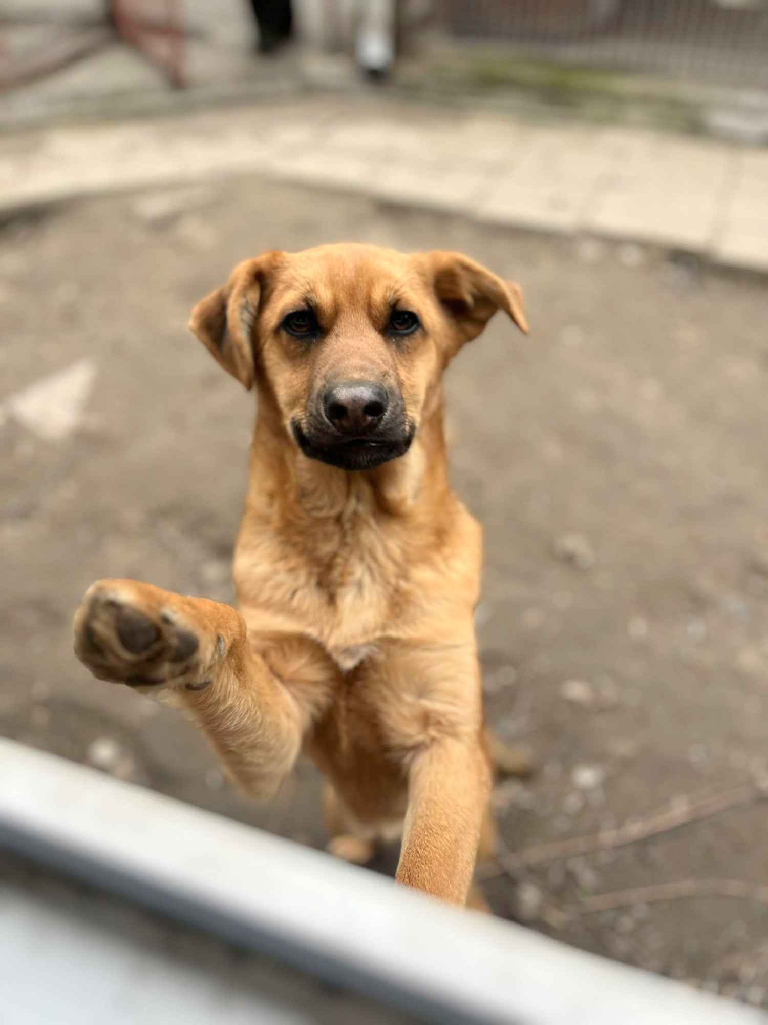 Elois - 6 miesięczna, przyjazna sunia SZCZENIAK Olsztyn - zdjęcie 1