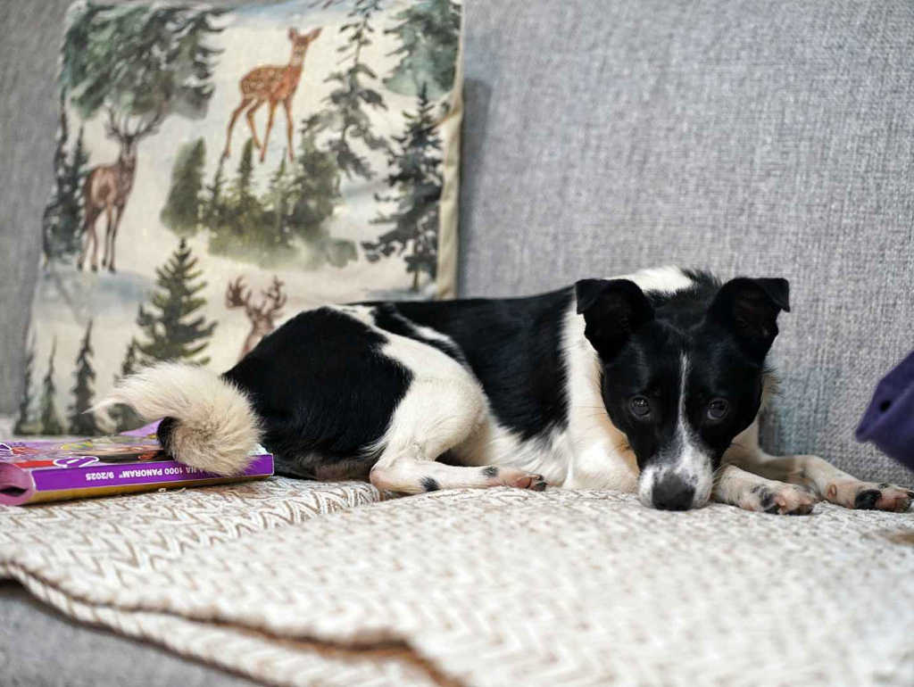 Dwie nakolankowe, domowe, wesołe sunieczki! Olsztyn - zdjęcie 7