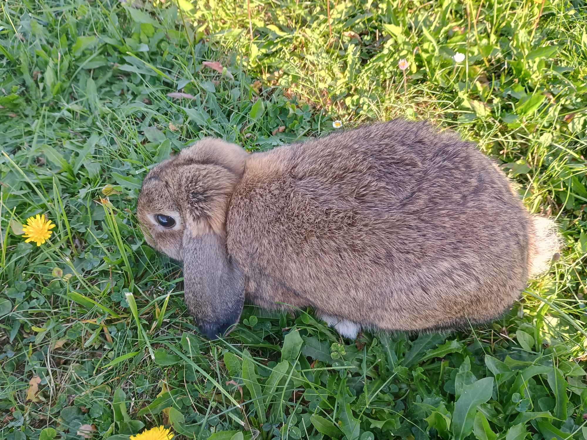 Królik miniaturki baranki Sanok - zdjęcie 5