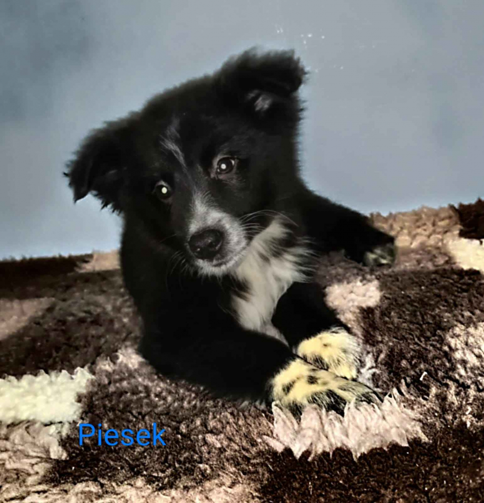 Sprzedam pieski rasy Border collie Nowe Miasto nad Pilicą - zdjęcie 1