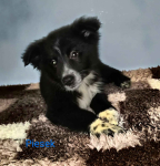 Sprzedam pieski rasy Border collie