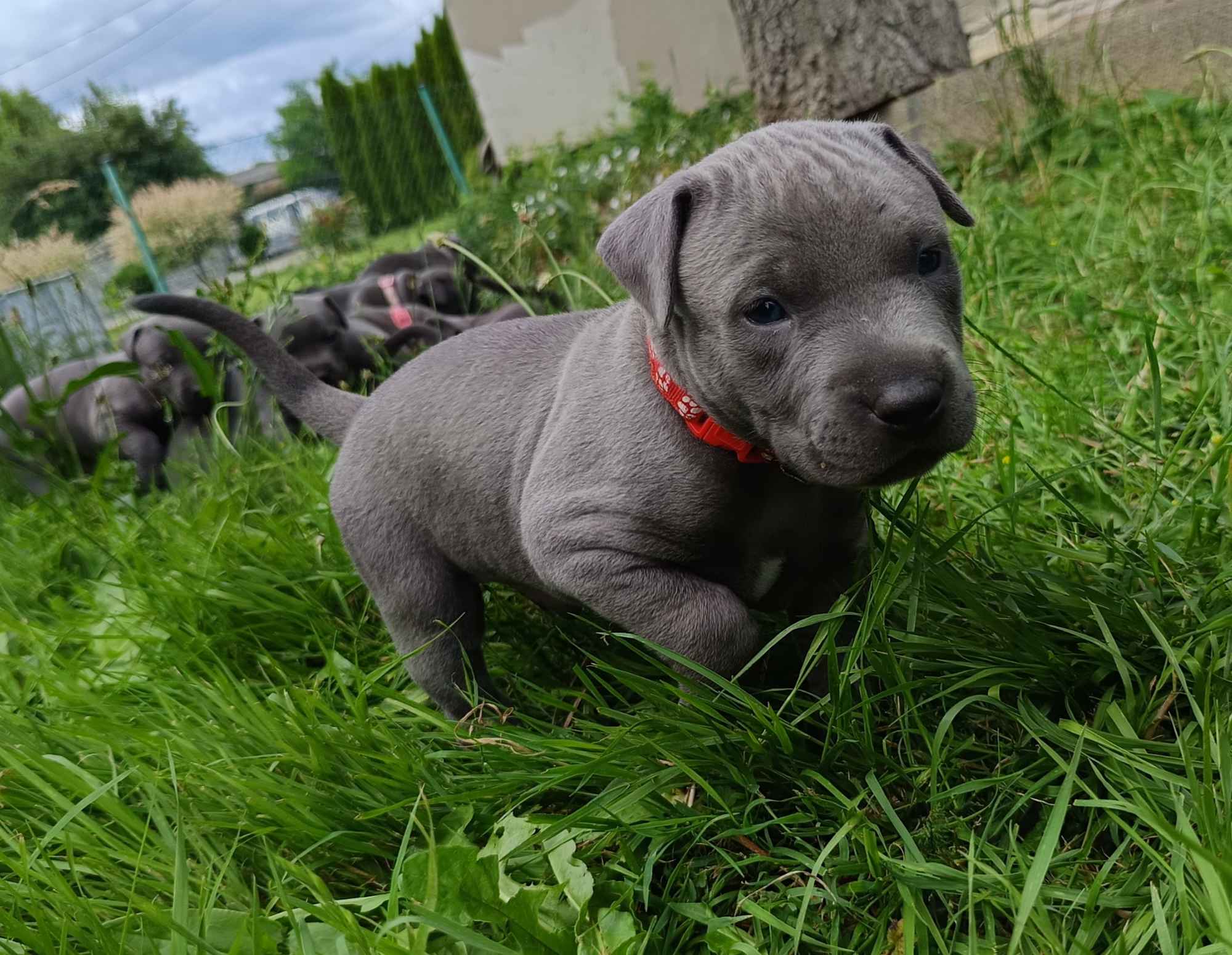 Amstaff Wilków - zdjęcie 2