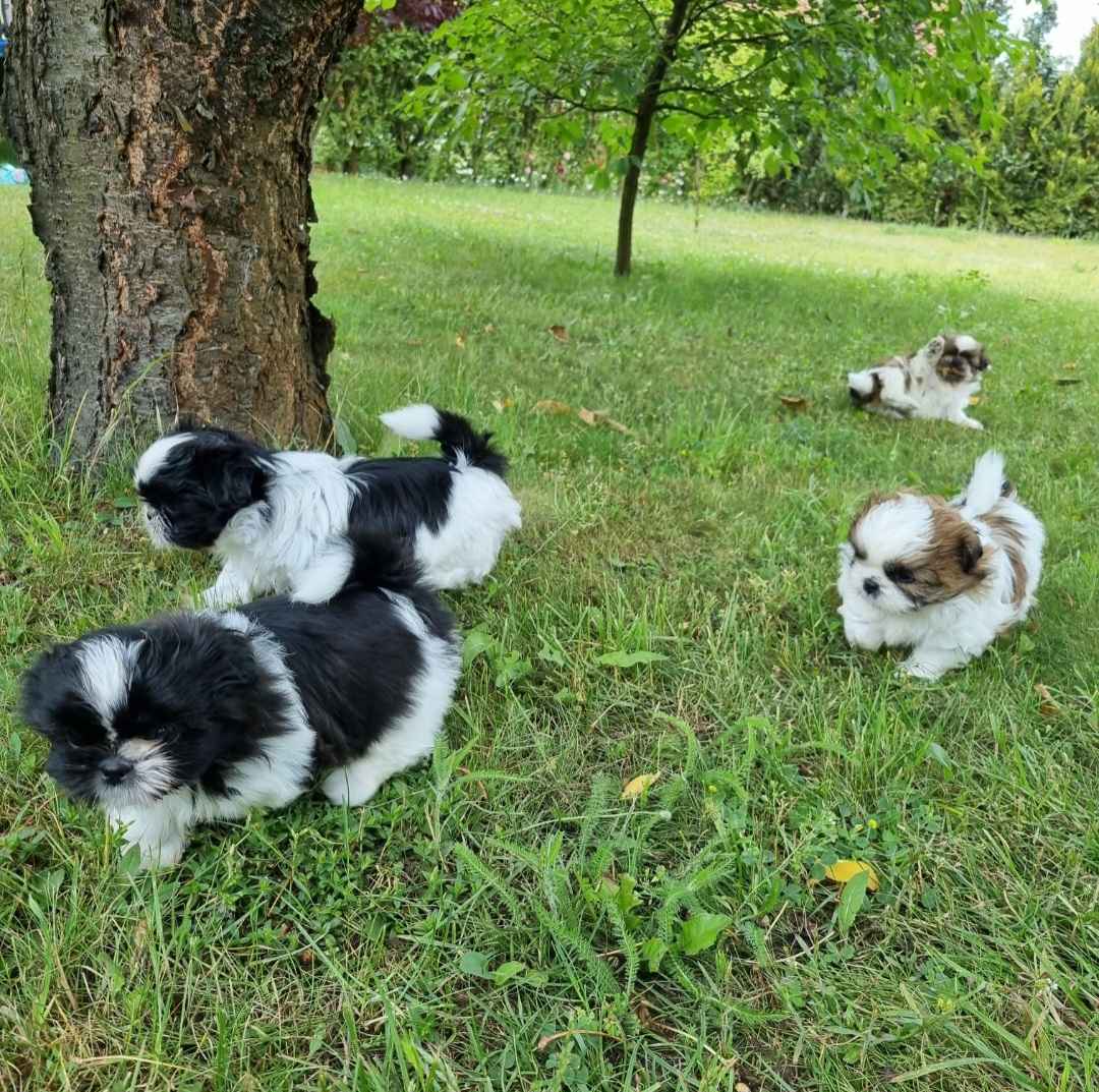 Szczeniaki Shihtzu Malbork - zdjęcie 2