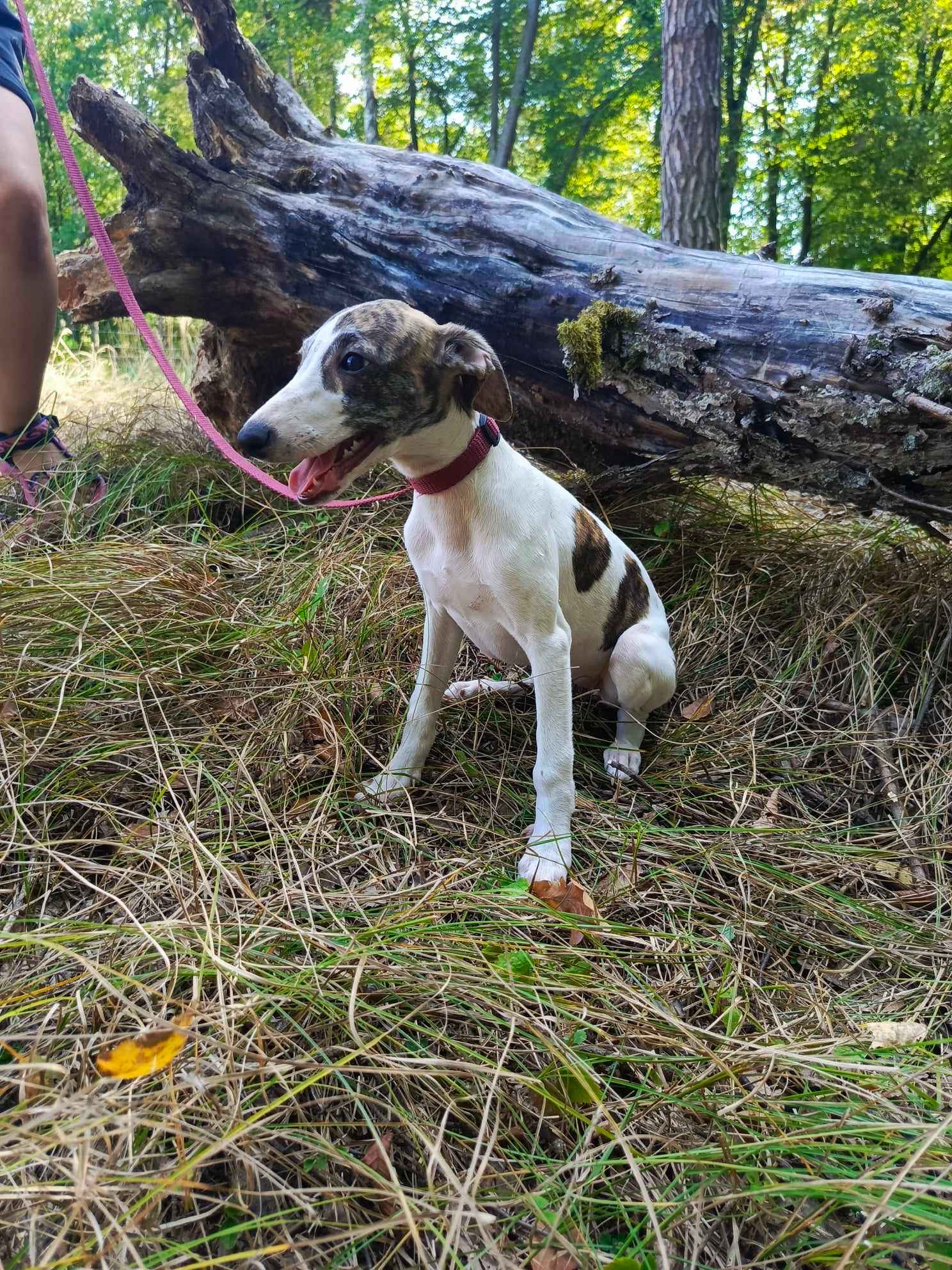 Szczenięta rasy Whippet, gotowe do zmiany domu Nowa Huta - zdjęcie 6