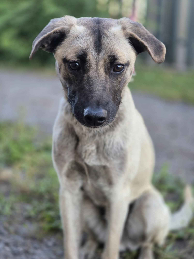 Bianko - domowy psiak zamknięty w piwnicy, pomocy! Olsztyn - zdjęcie 1