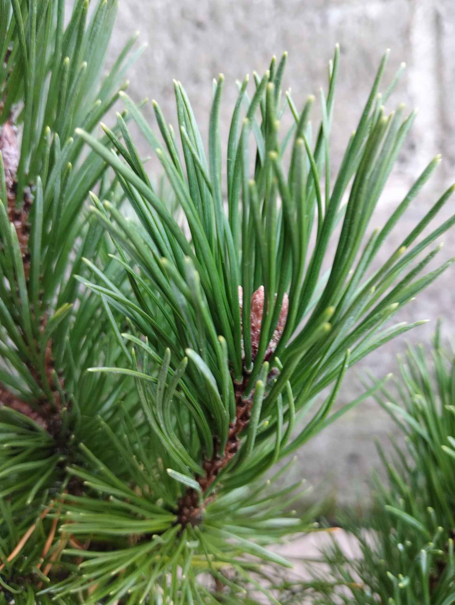 Kosodrzewina sadzonki w doniczkach Pinus mugo Buczków - zdjęcie 2