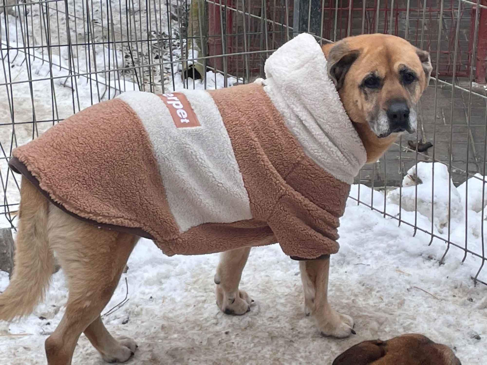 Cudowna Suzi szuka domu! Olsztyn - zdjęcie 1