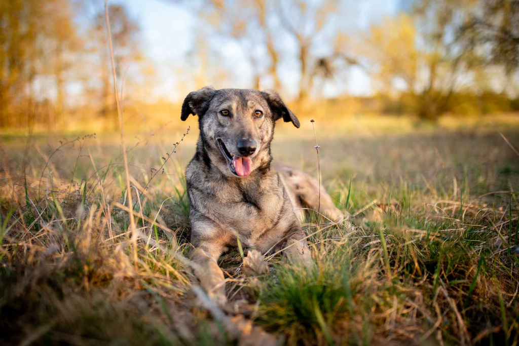 Karinka - niekonfliktowa, delikatna, spokojna sunia Olsztyn - zdjęcie 4