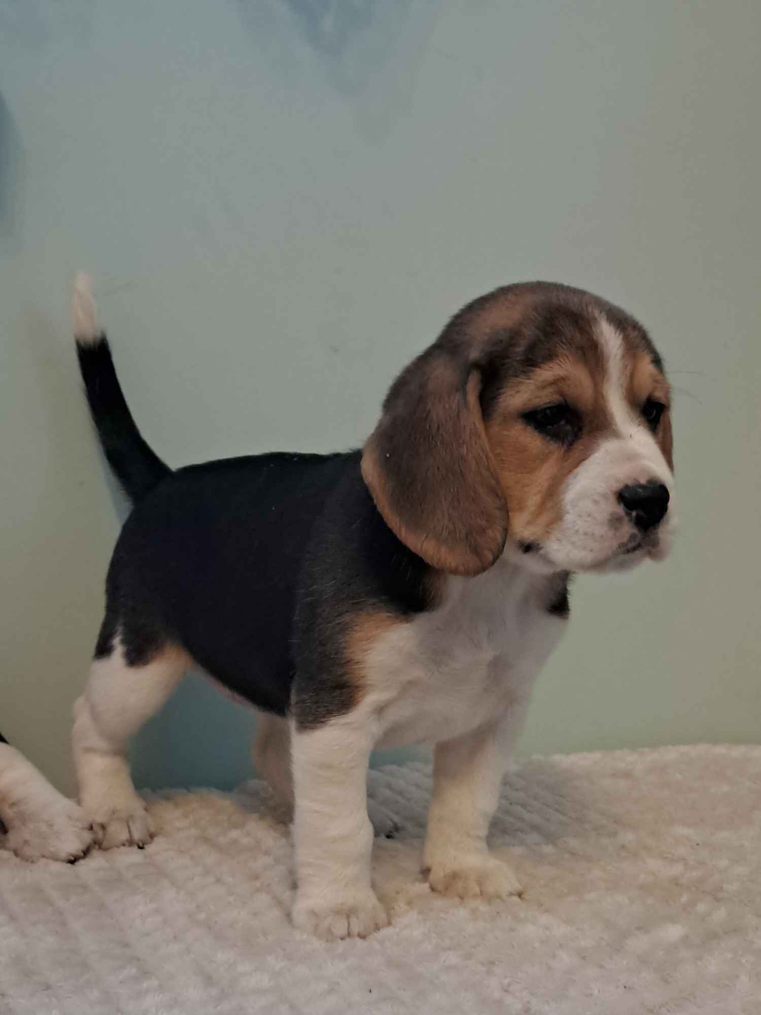 Beagle na sprzedaż Bielsk Podlaski - zdjęcie 6