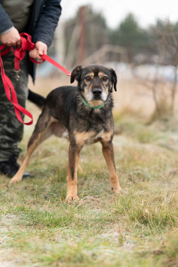 Borys - kochana psia przylepa szuka domu! Olsztyn - zdjęcie 2