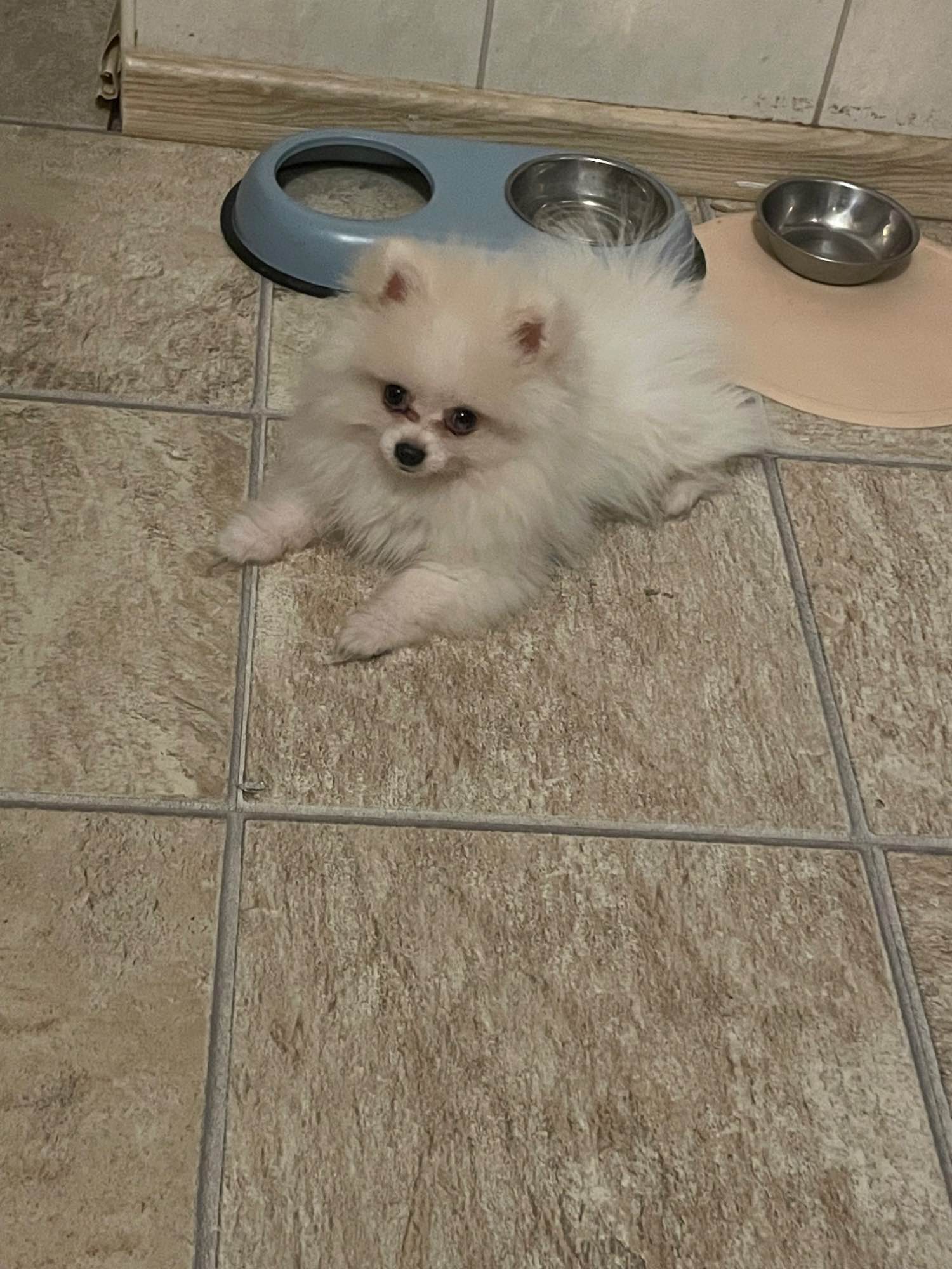 Sprzedam Szczeniaka Szpica Miniaturkę Stargard - zdjęcie 2