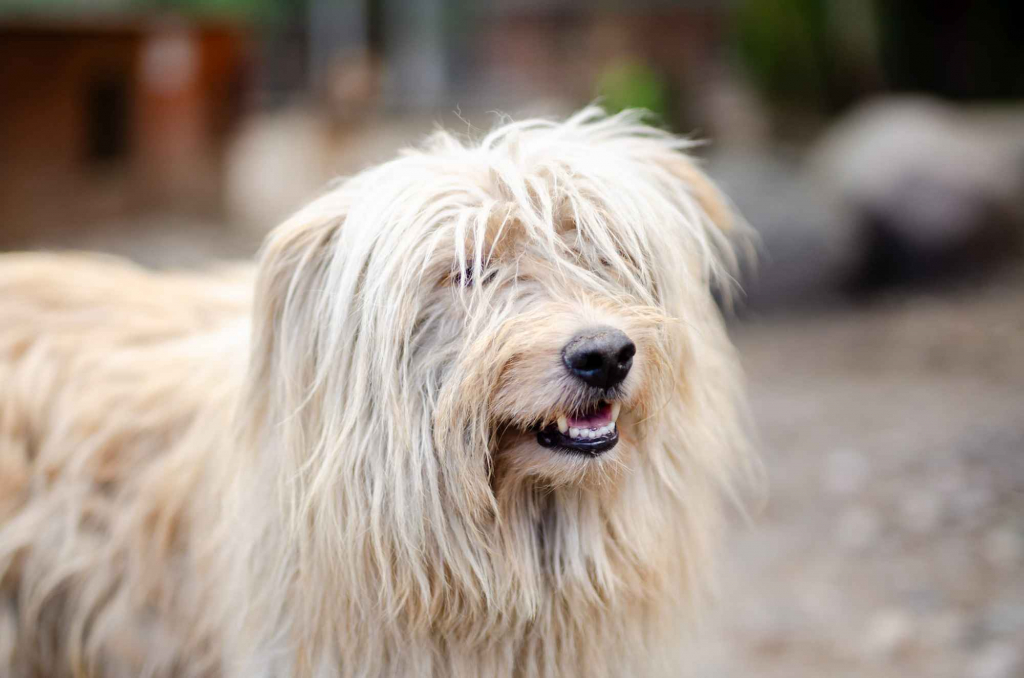 Nieoszlifowany diament - Frędzel  szuka domu! Olsztyn - zdjęcie 1