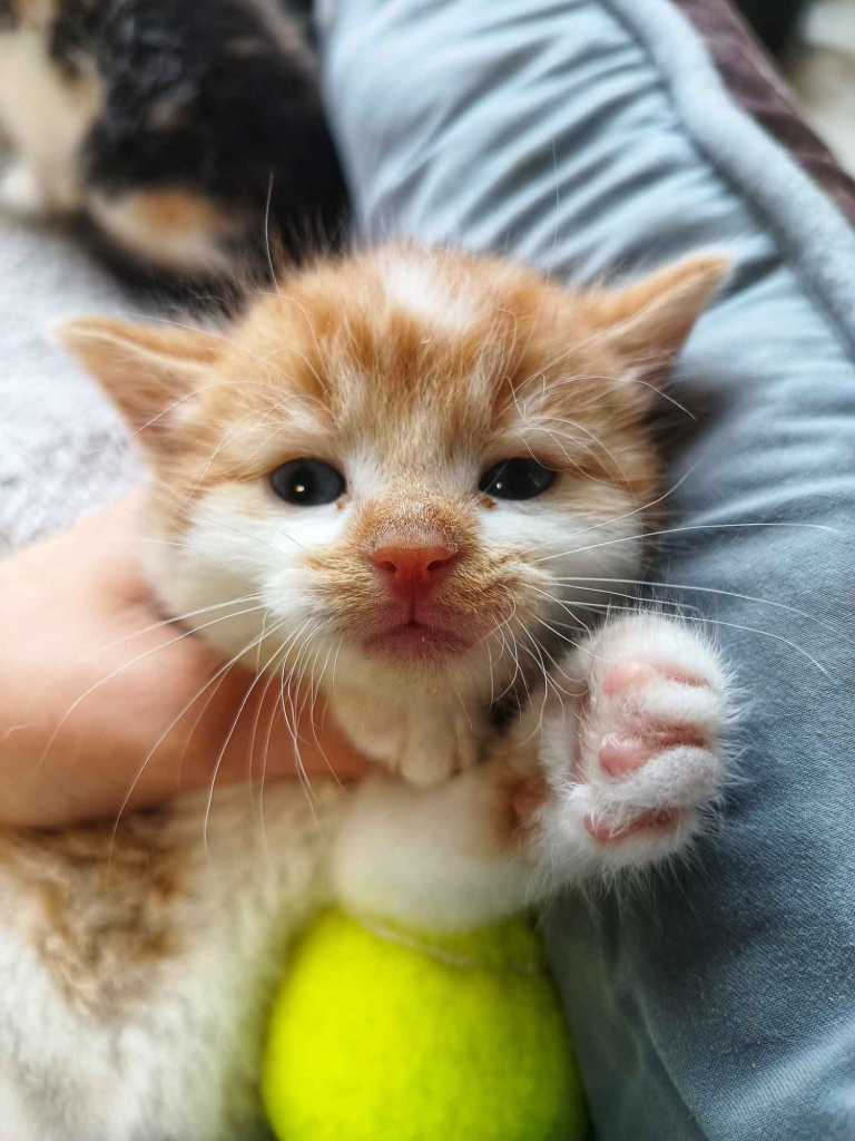 Promyk - malusieńki kociak szuka domu! Olsztyn - zdjęcie 1