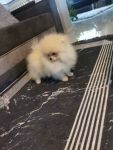 Pomeranian mini mini piesek 4m-ce Złotoryja - zdjęcie 5