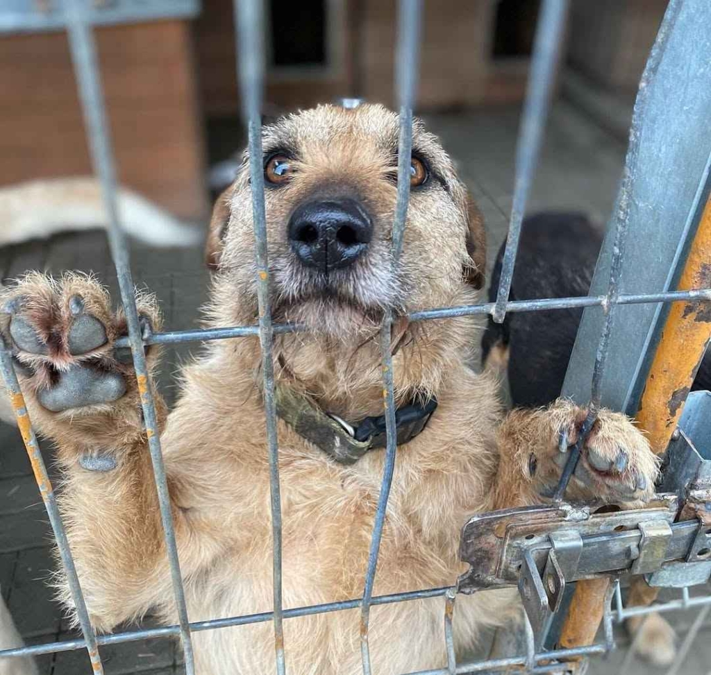 Fuks - wesoły, młody terrier mix szuka domu! Olsztyn - zdjęcie 1