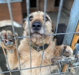 Fuks - wesoły, młody terrier mix szuka domu!