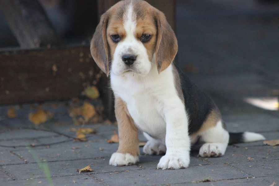 Beagle szczeniaczki ZKwP FCI po Championach Aleksandria - zdjęcie 3