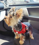 Sunia york 7 miesięcy