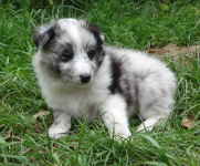 Owczarek szetlandzki piesek bi merle z rodowodem