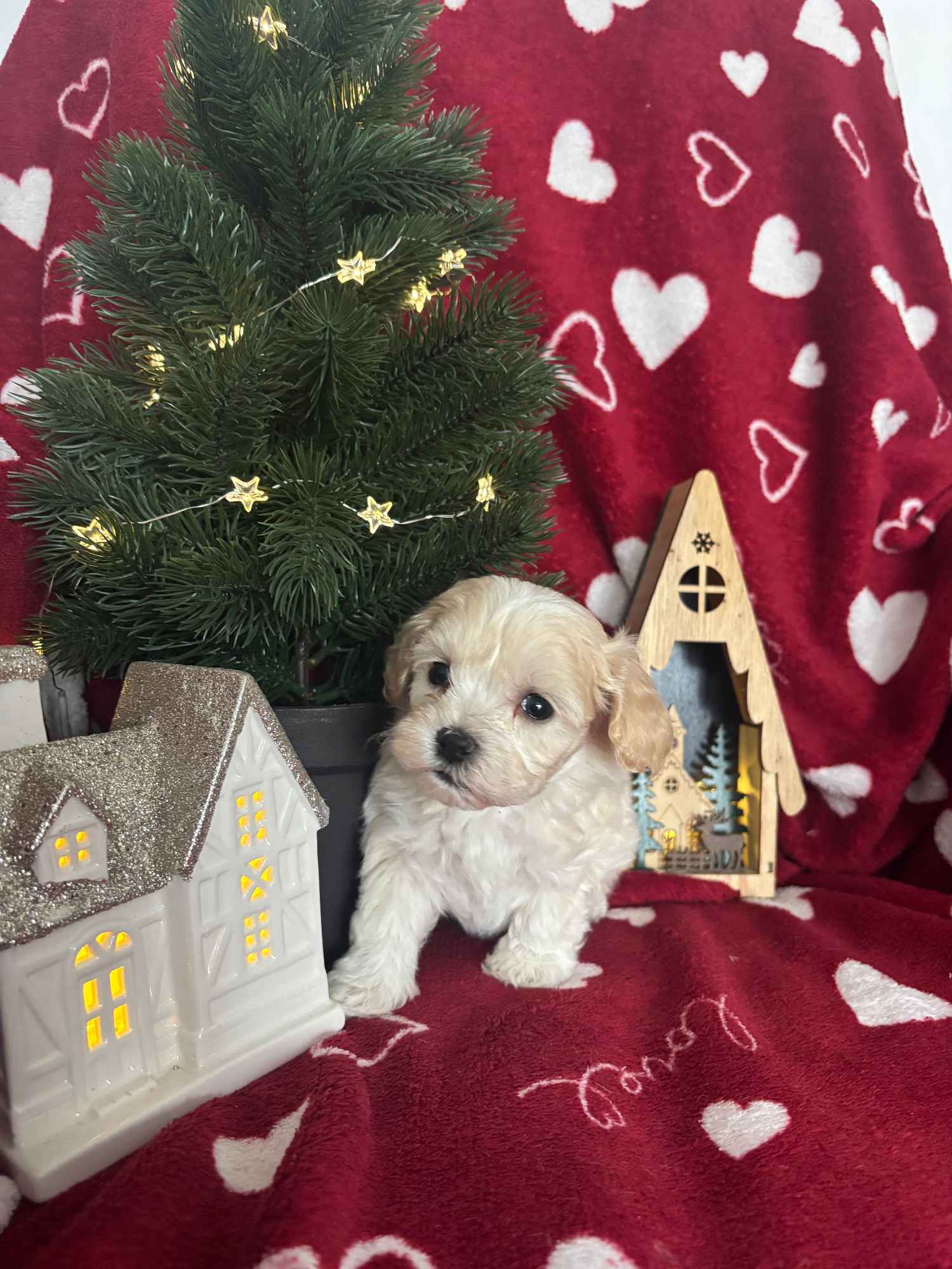 Maltipoo Sunia F1 Częstochowa - zdjęcie 5