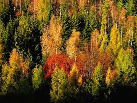 Działka Wojakowa bez pośredników – 68 arów rolno-inwestycyjna, 198tys. Wojakowa - zdjęcie 5