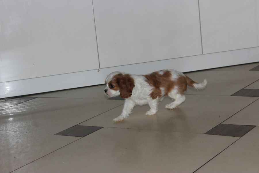 Cavalier King Charles Spaniel-szczeniaczek ZKwP Aleksandria - zdjęcie 6